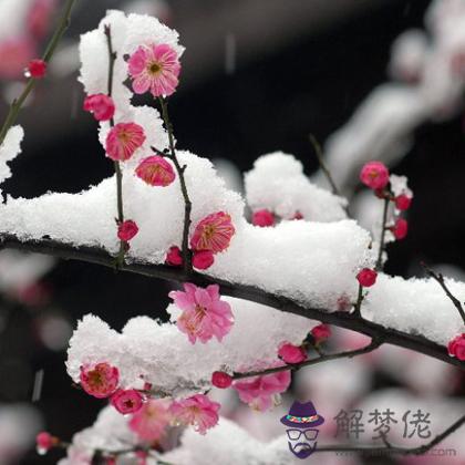 大寒冬你的桃花會如約而至嗎？