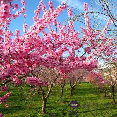 測你今年的桃花會是哪種主色調？