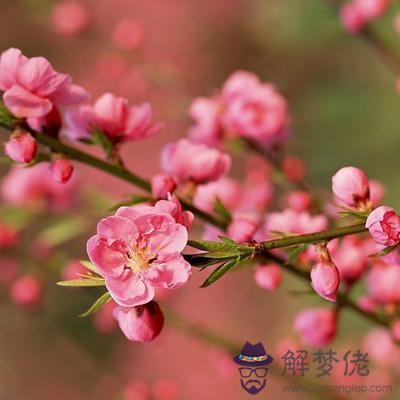 你的桃花能量會旺到啥時候呢？