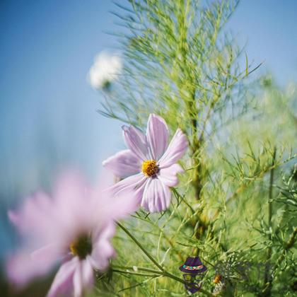 下半年你得償所愿指數有多高