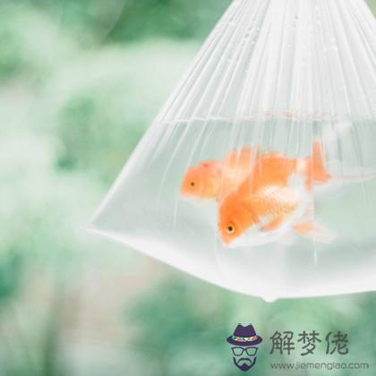 0月起，你被錦鯉附體的幾率是？"