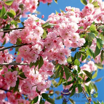 018你是否會受桃花的歡迎？"