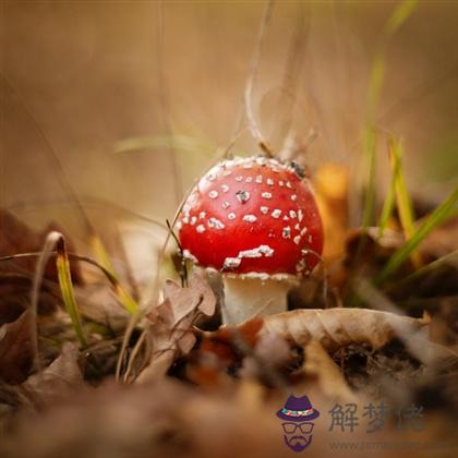 測測看哪種方式能讓你告白成功?