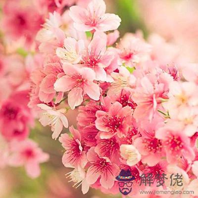 年末前你會受怎樣的桃花親睞?