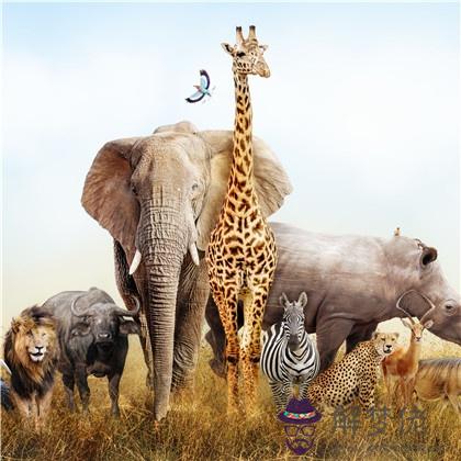 你的性格最像哪個動物？測測看吧