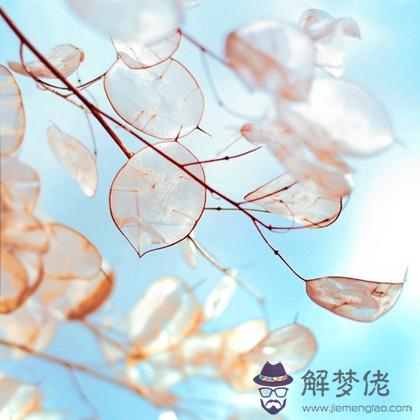 測看你會有攀高枝的開掛運氣嗎？