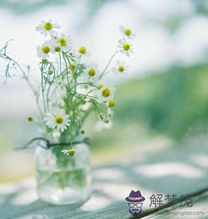 下半年你的專屬招財植物是什麼？