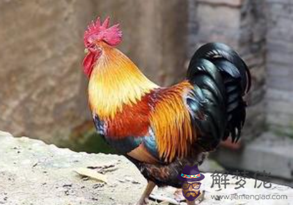 屬雞人的最佳婚姻對象