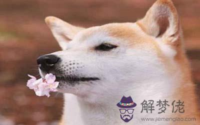 屬狗天蝎座A型血的人性格有什麼特征