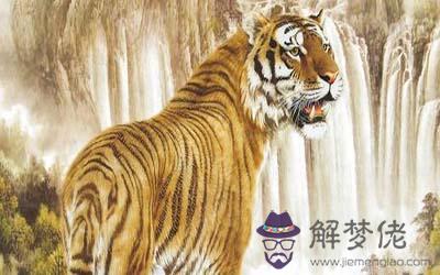 屬虎巨蟹座A型血的人性格有什麼特征