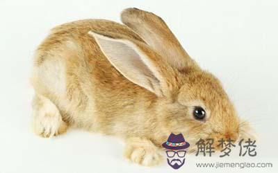 屬兔金牛座A型血的人性格有什麼特征
