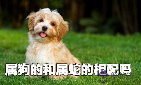 生肖配對:屬狗的和屬蛇的相配嗎 生肖配對:屬狗的和屬蛇的相配嗎