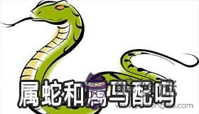 生肖中屬蛇和屬馬的人配嗎