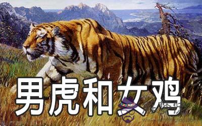 男虎和女雞其實非常配是真的嗎 男虎和女雞其實非常配是真的嗎