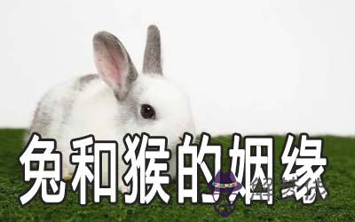 1987男兔1992女猴配嗎 屬兔男和屬猴女婚姻好嗎