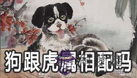 狗跟虎屬相配嗎 生肖狗和生肖虎合婚好嗎