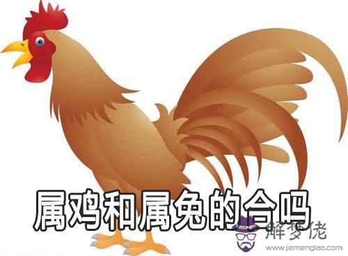 屬雞的和屬兔的合不合呢 屬雞的和屬兔的合不合呢