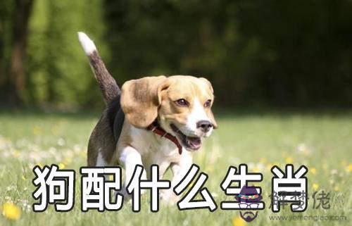 屬狗配什麼生肖最好 生肖狗和什麼屬相配 屬狗配什麼生肖最好 生肖狗和什麼屬相配