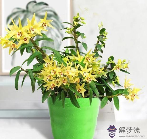 客廳放什麼花好 客廳里擺什麼植物最好