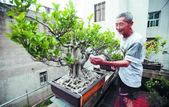 家里為什麼不能養榕樹 風水為什麼說榕樹種植在