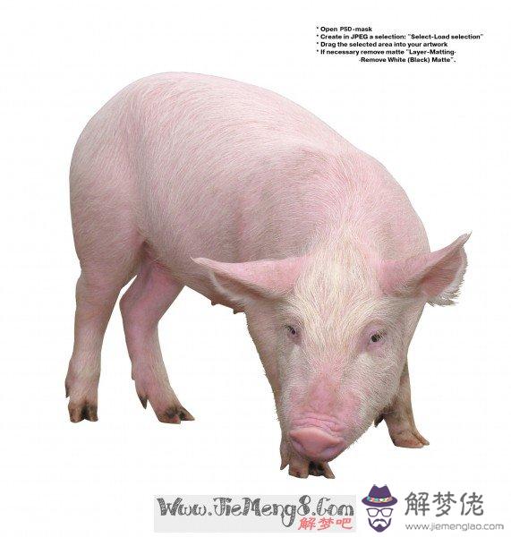 夢見小豬是什麼意思:夢見小豬什麼意思?