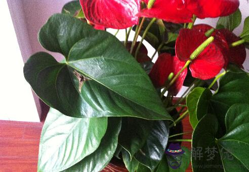 紅掌的養殖方法:紅掌的養殖方法及注意事項!