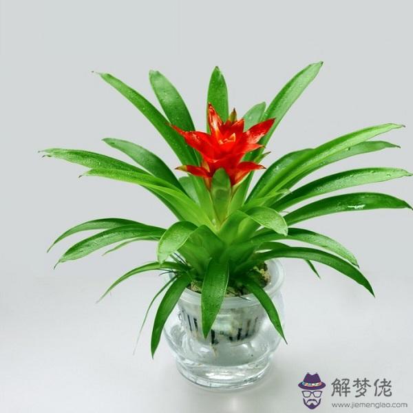 屬鼠的人養什麼花旺財:屬鼠的人辦公室養什麼花最旺財