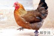 2020年破太歲如何化解