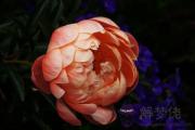 澗下水和城頭土配嗎 澗下水和城頭土婚姻如何？