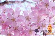 什么東西招桃花運