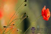 五行缺水戴什么飾品？五行缺水戴黑曜石