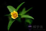 大林木命適合做什么工作或生意？