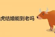 男牛女虎結婚能到老嗎 婚配結局如何