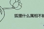 狐貍什麼屬相不能戴