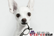 寵物美容店名字大全