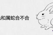 屬兔和屬蛇合不合