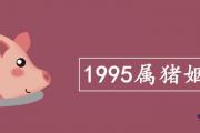 1995屬豬姻緣