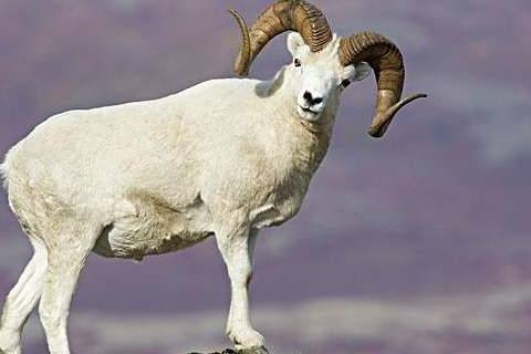 屬羊女農歷幾月出生最好 最享福的羊女是幾月