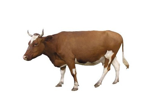 屬相牛的性格特點 生肖牛的什么方面最重要