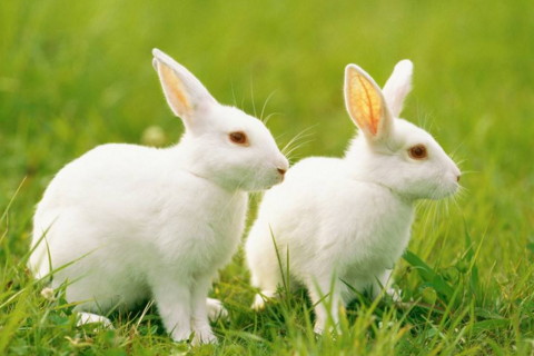 生肖兔的介紹 屬兔的人性格特點