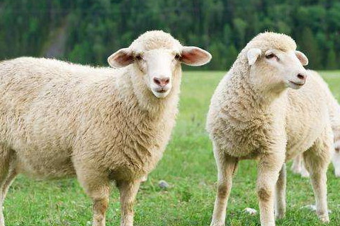 1967年屬羊運勢2021年走向 男命67年屬羊2021年每月運勢