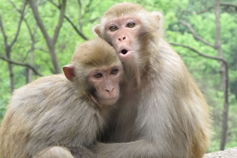 2021猴人全年運勢 不同年份出生屬猴人2021年運勢詳解