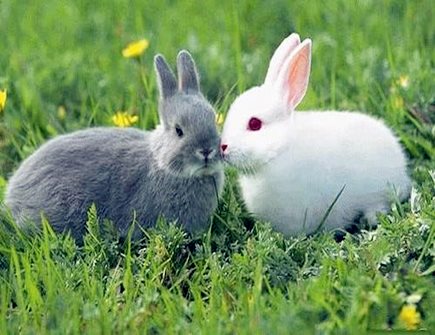 屬兔的幸運色是什么