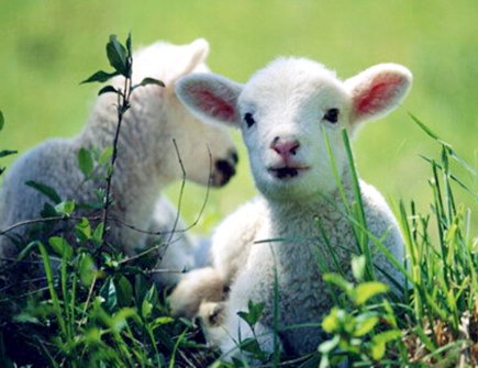 屬羊的幸運色是什么
