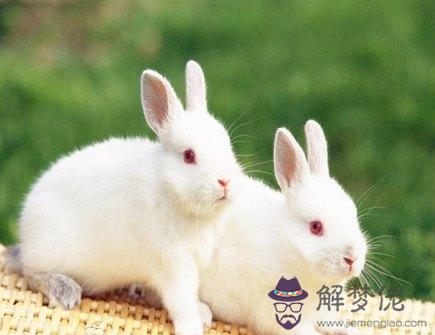 屬兔的吉祥物是什么