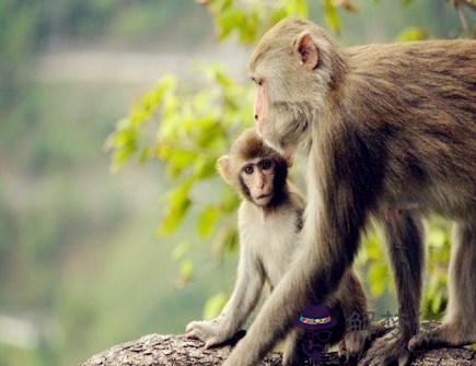 屬猴人本命年需要注意什么