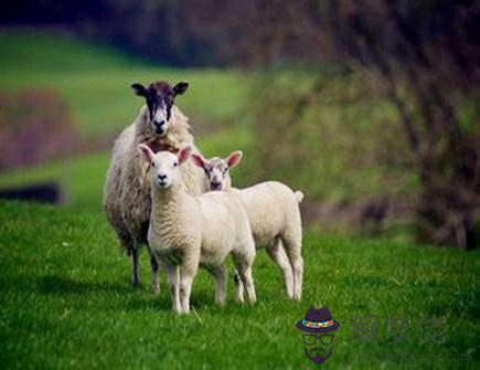 最旺羊的生肖是什么
