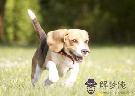 屬狗的幸運花是什么花