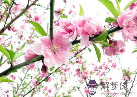 2020年桃花旺的八字