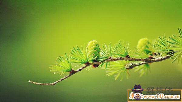 八字五行缺木怎麼補